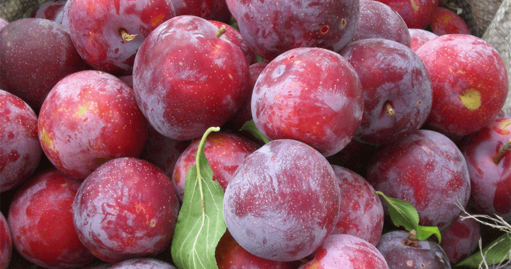 Plums
