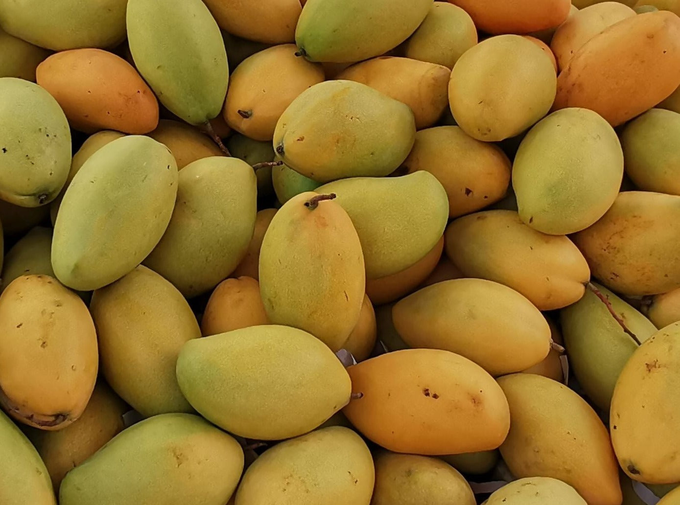 Ataulfo Mango