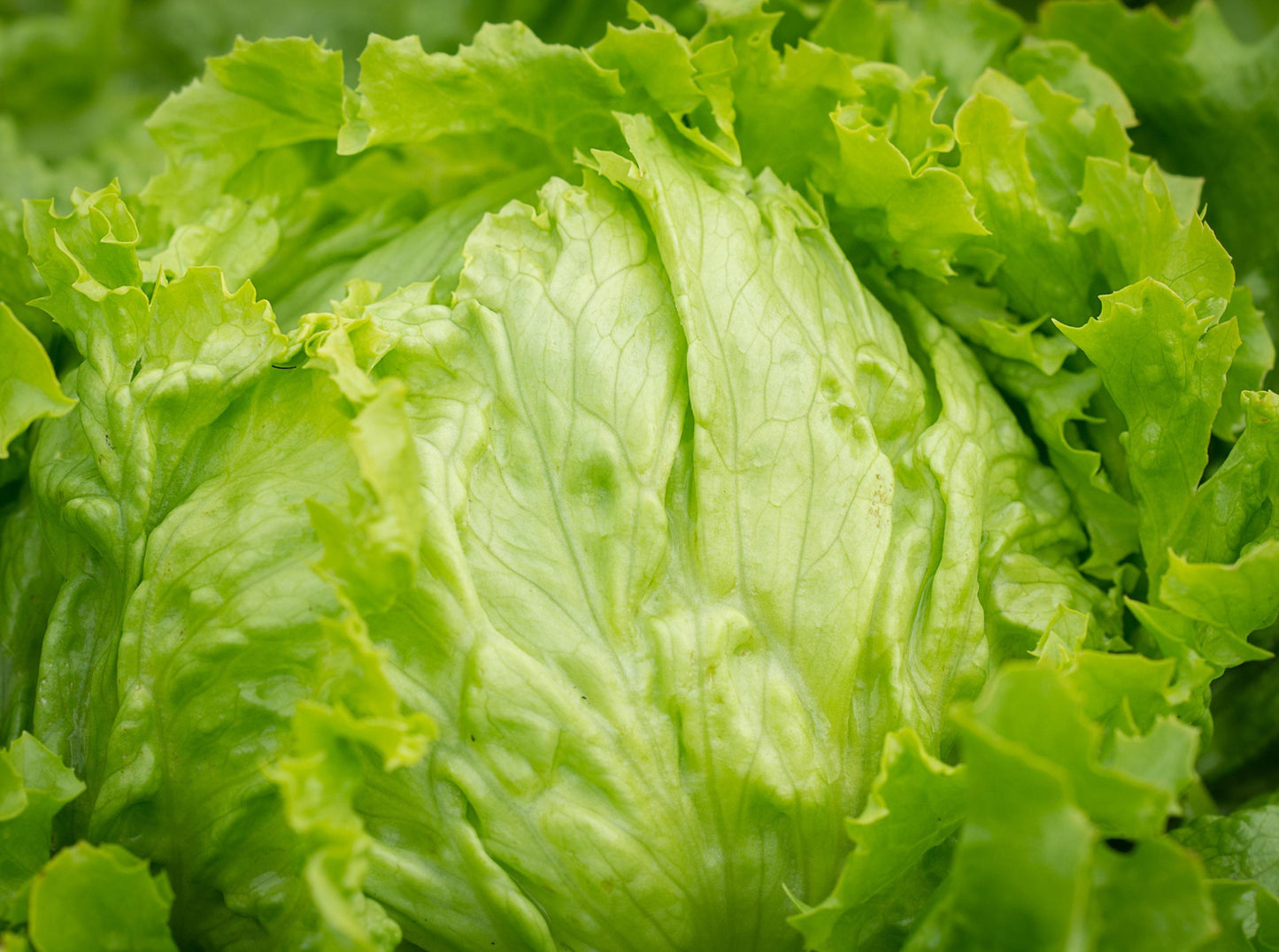 Iceberg Lettuce (Jumbo)