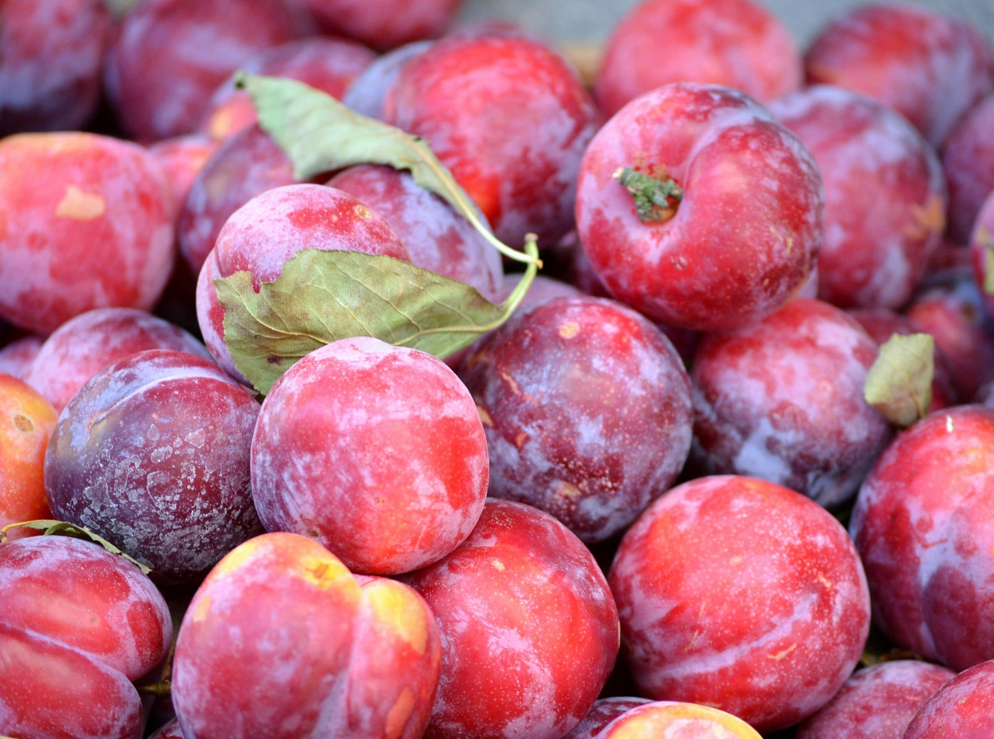 Red Plums