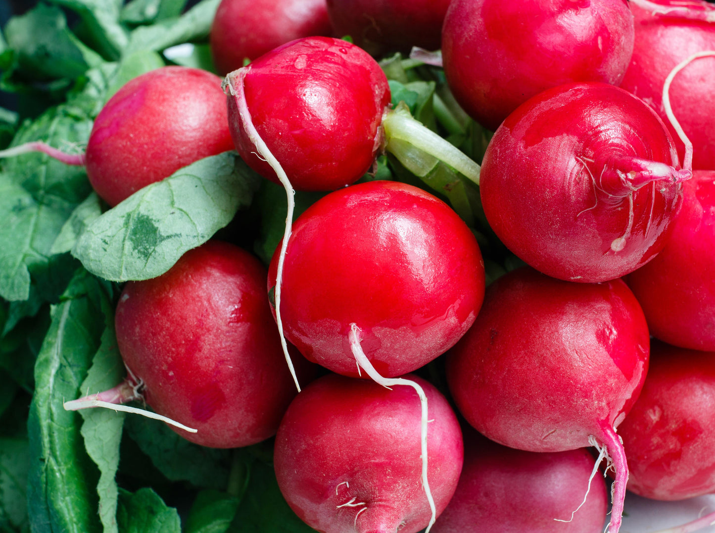 Radish