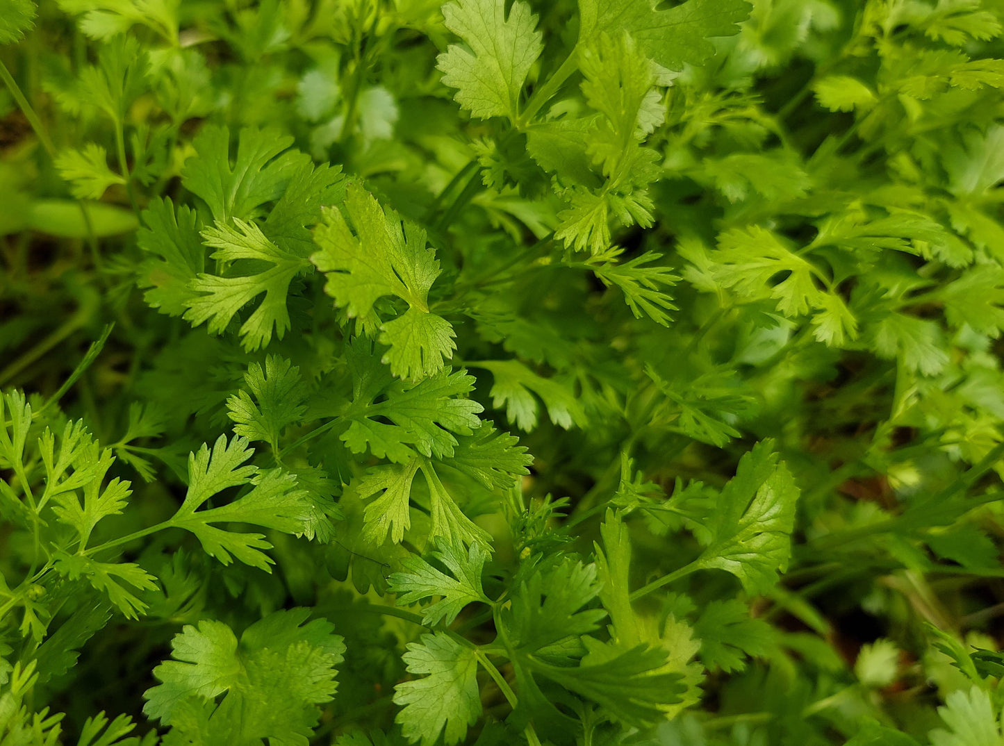 Cilantro