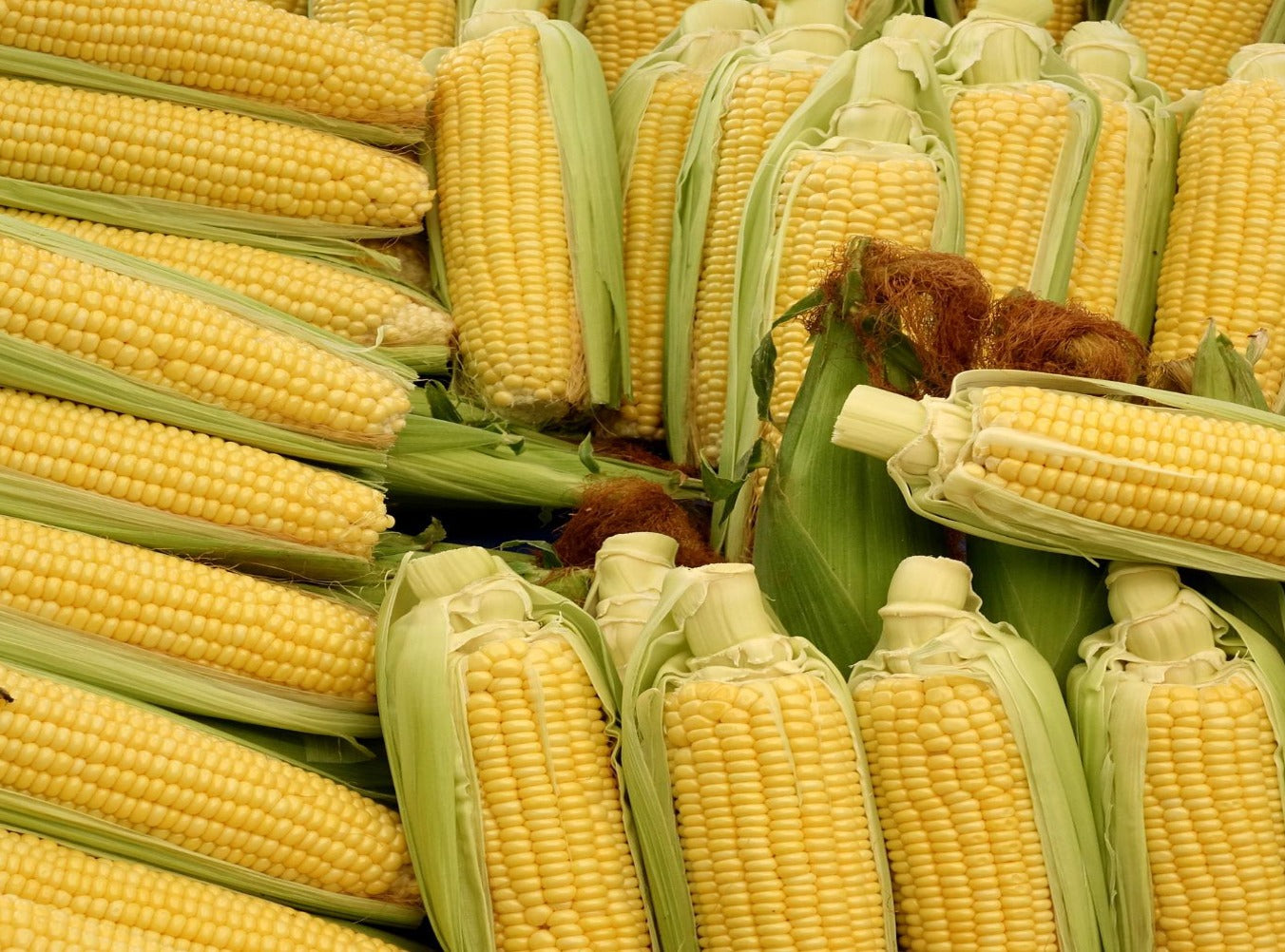 Corn