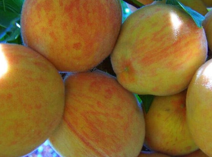 White Peaches