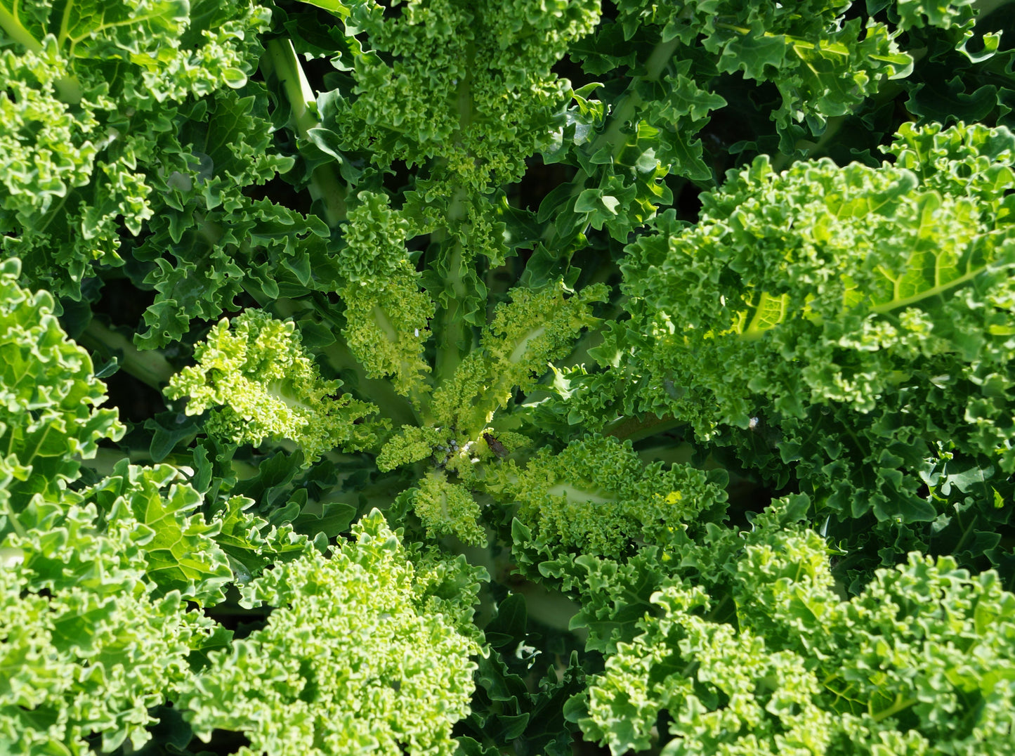 Kale
