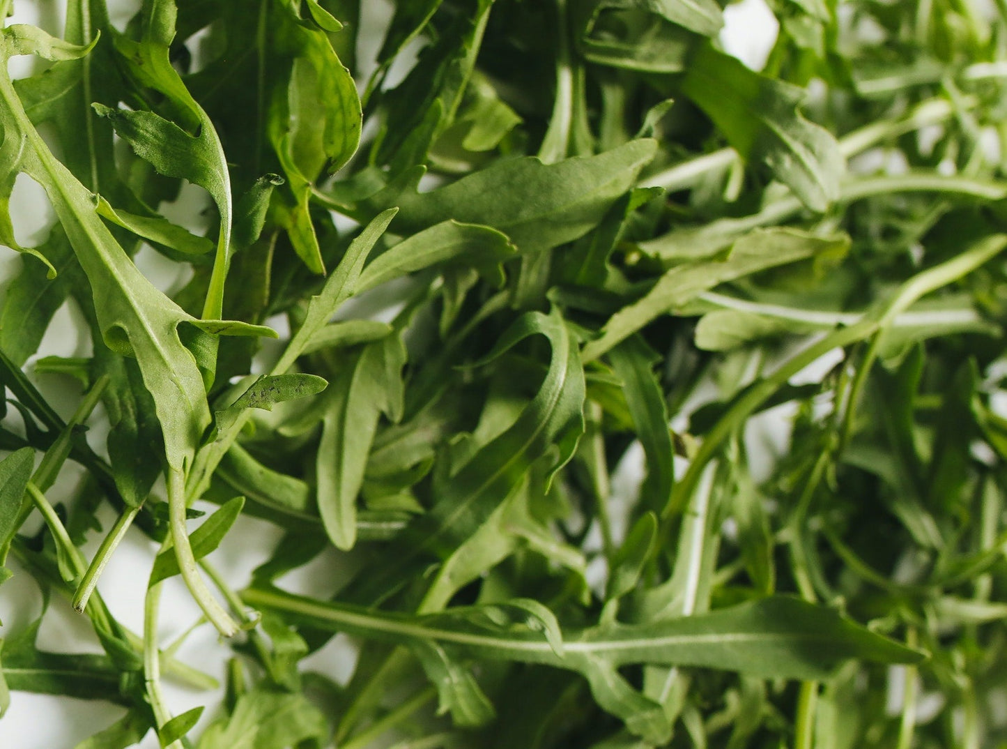 Arugula