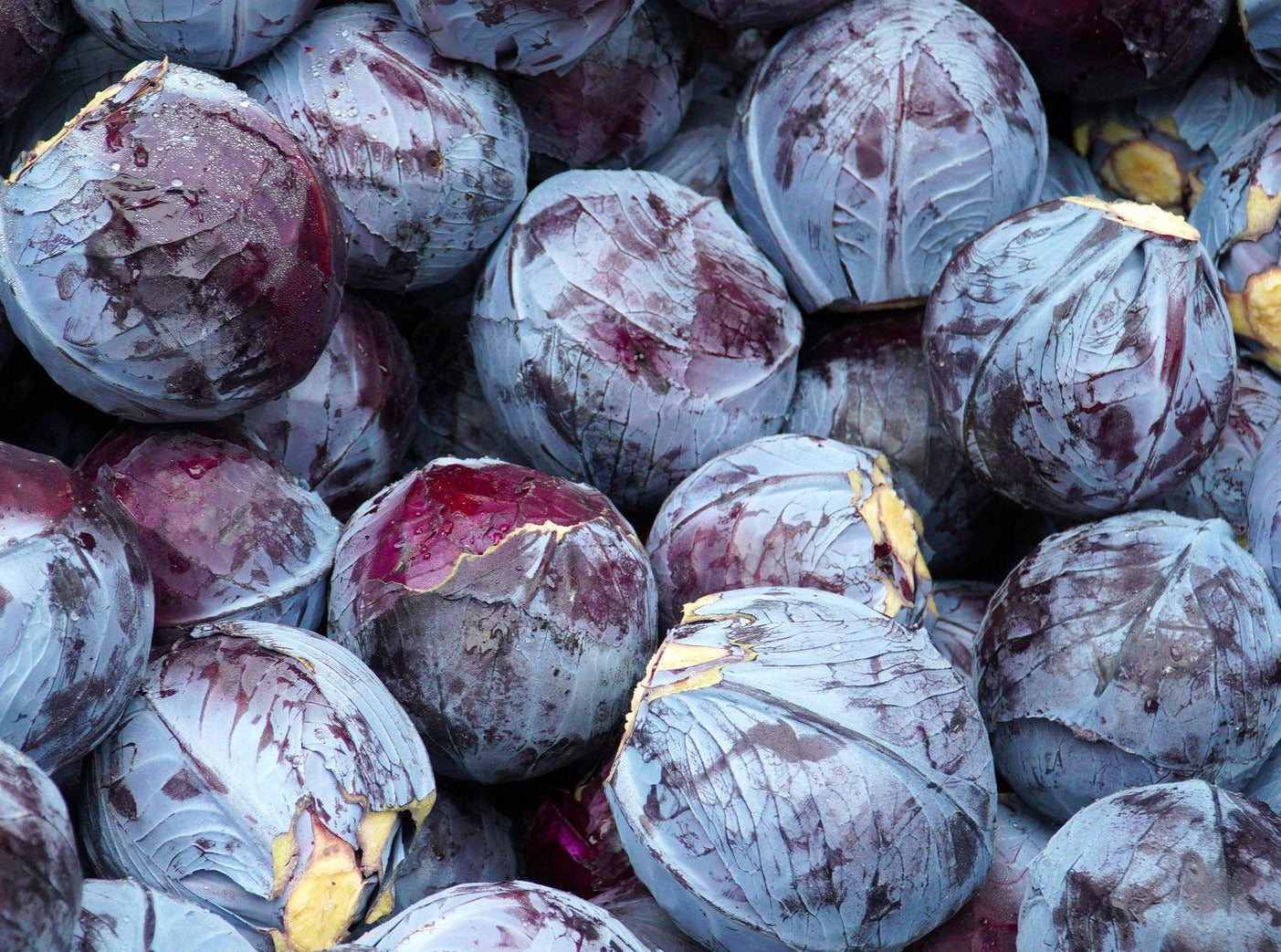 Red Cabbage