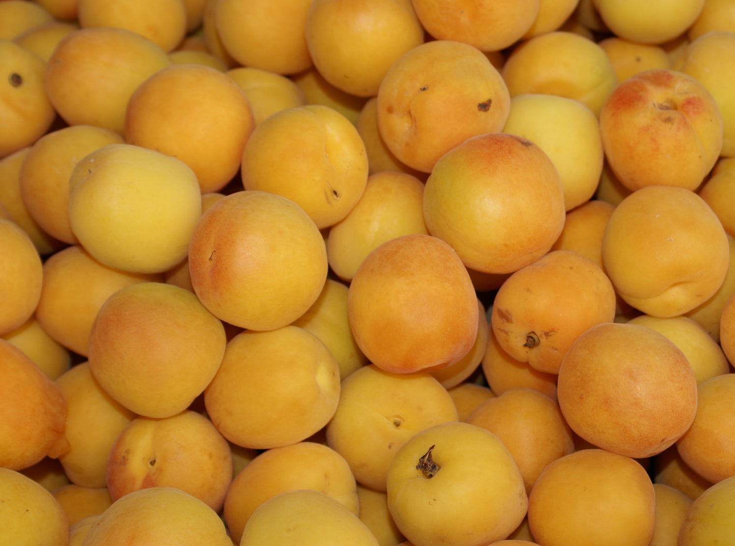 Apricots