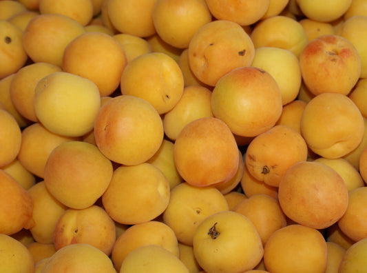 Apricots