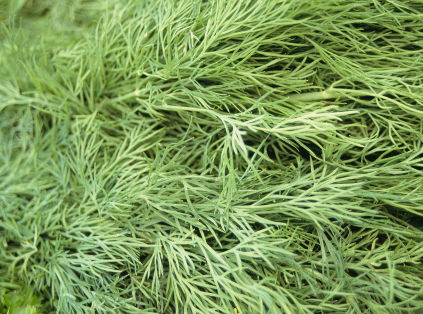 Dill