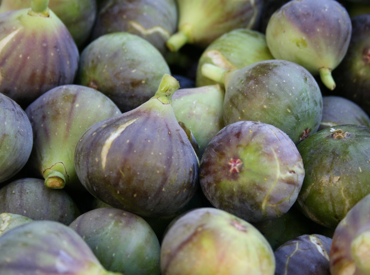 Figs