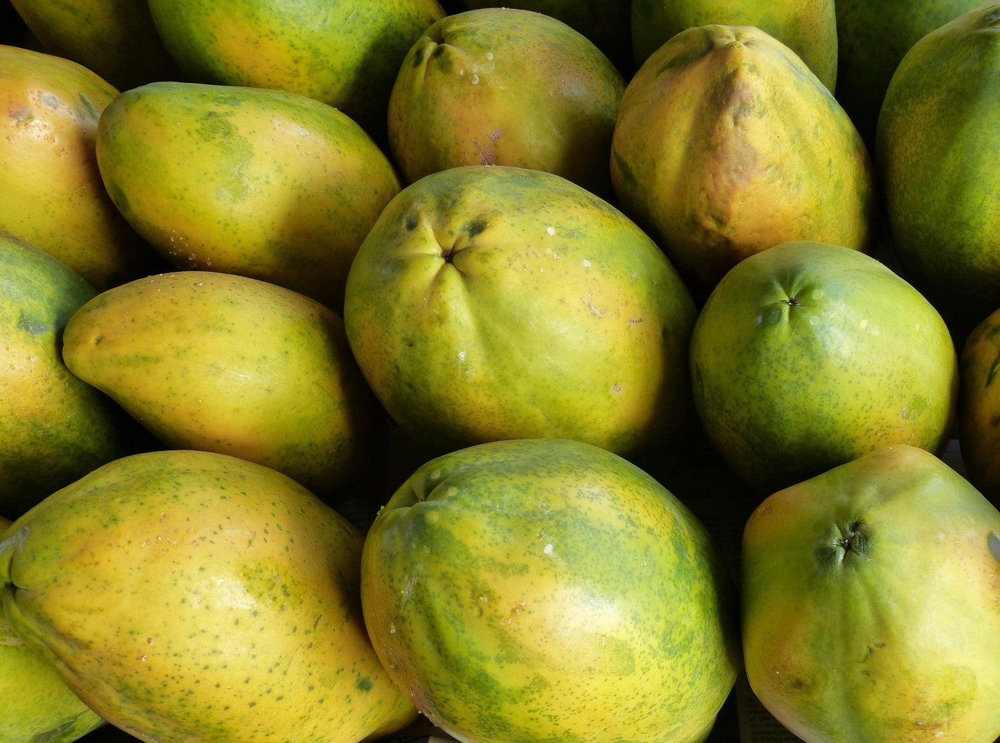 Papaya