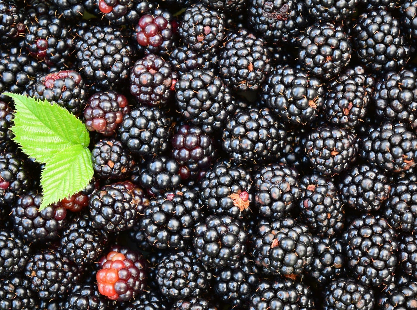 Blackberries