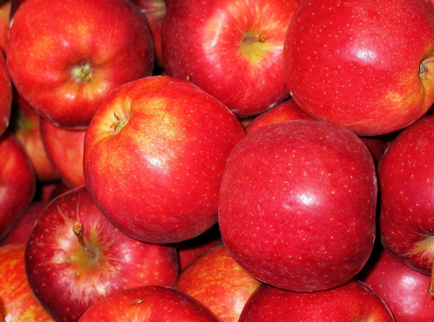 Fuji Apples