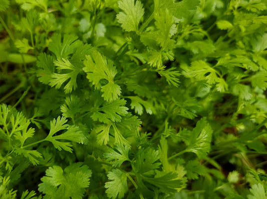 Cilantro