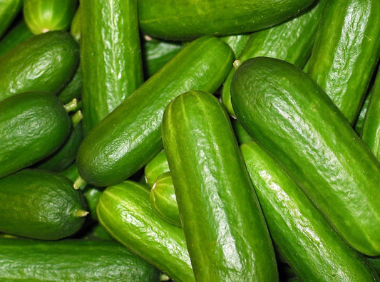 Mini Cucumbers