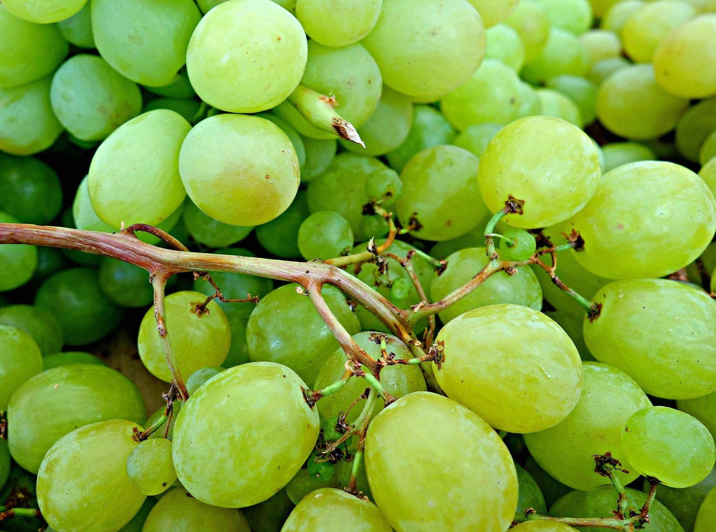 Green Grapes