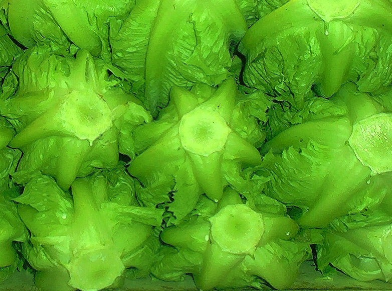 Romaine Heart Lettuce