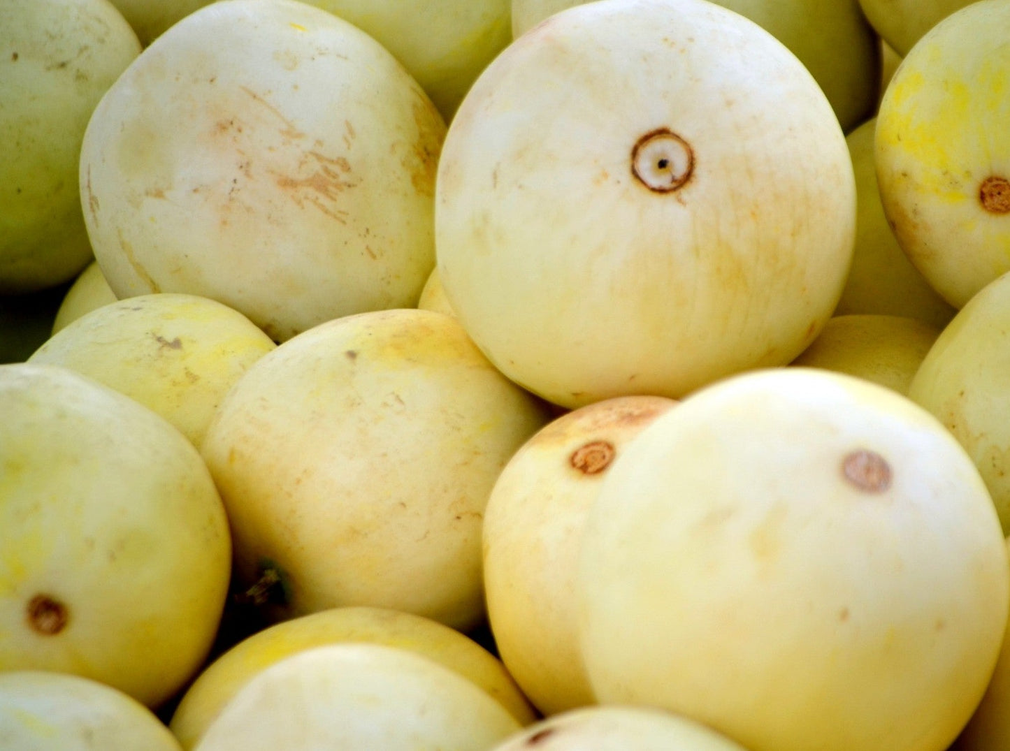 Honeydew Melons