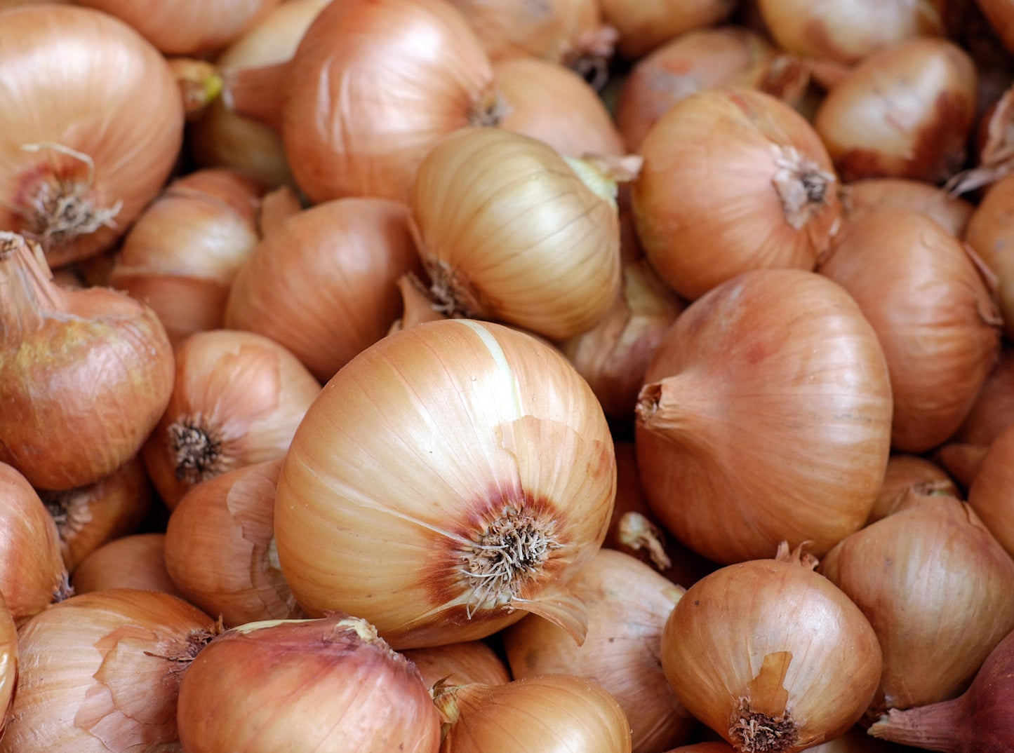 Cooking Onions
