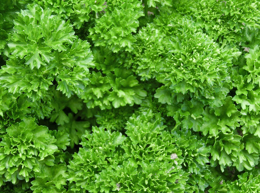 Curly Parsley