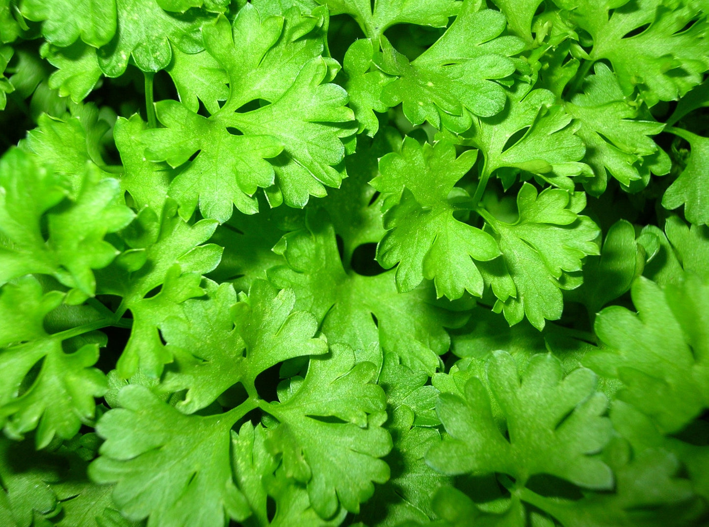 Plain Parsley