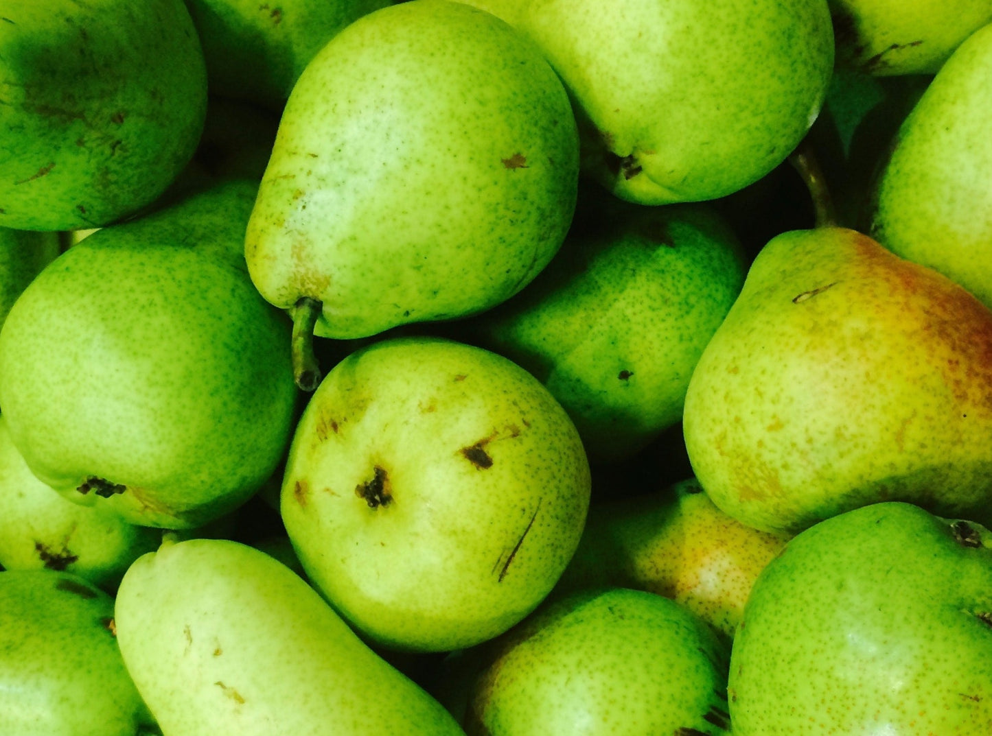 Anjou Pears