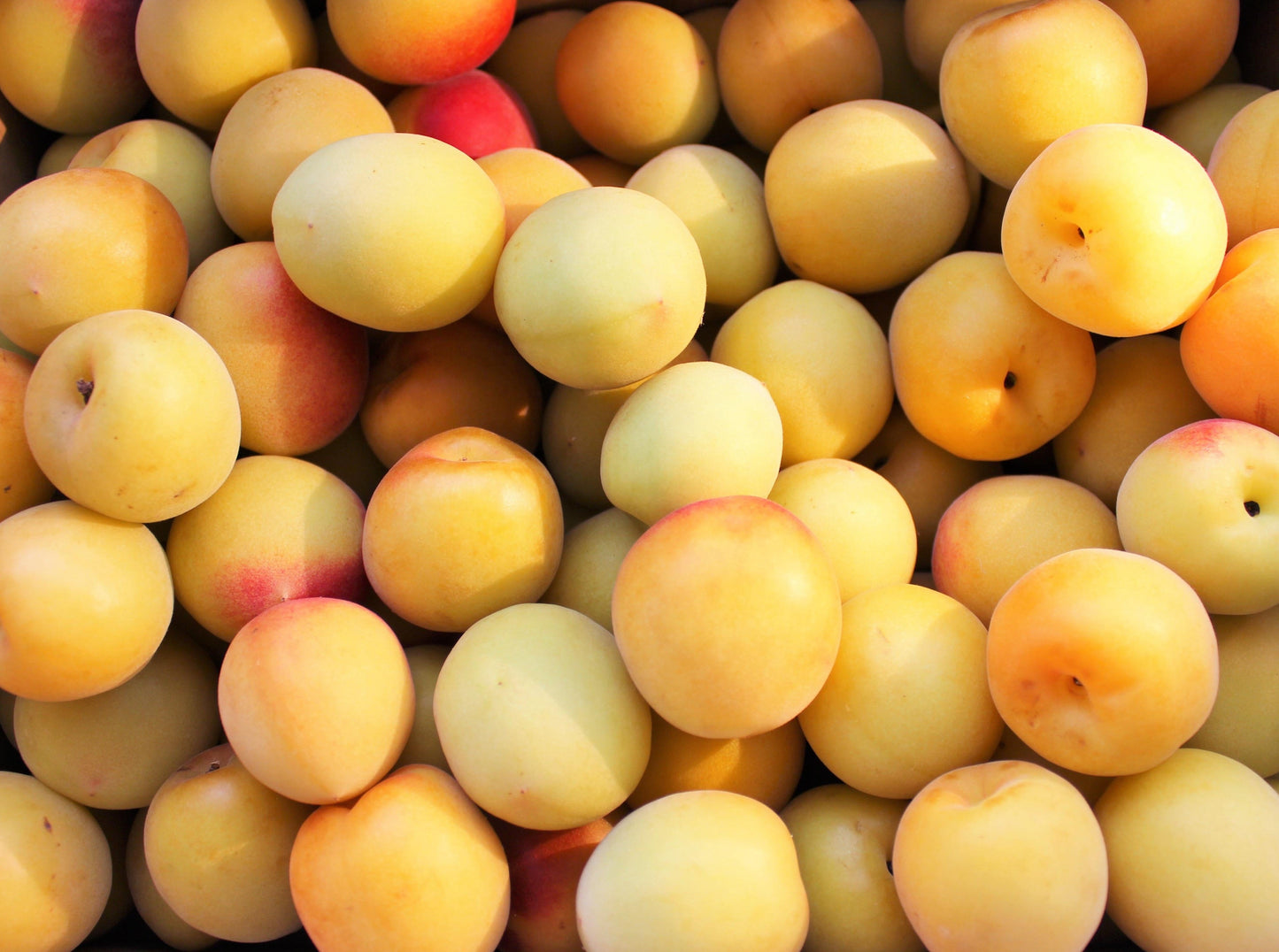 Yellow Plums