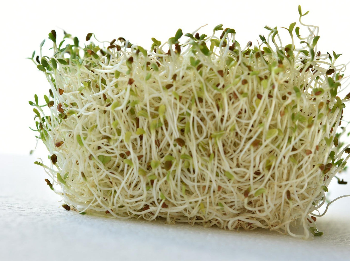 Alfalfa Sprouts