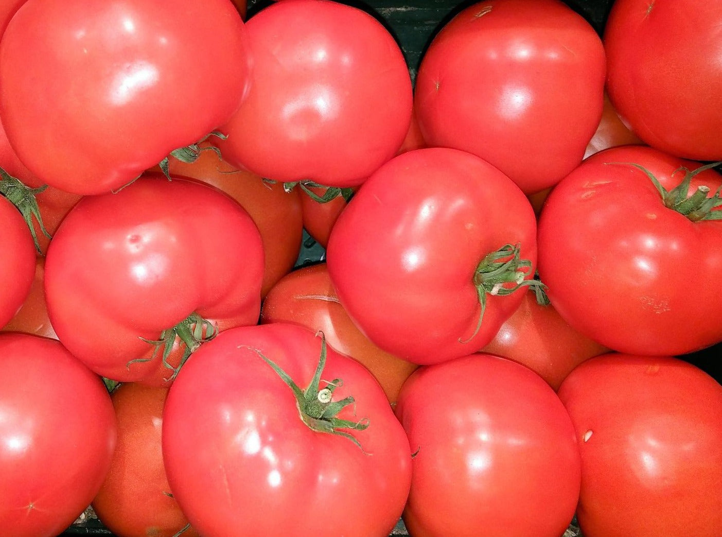 USA Tomatoes