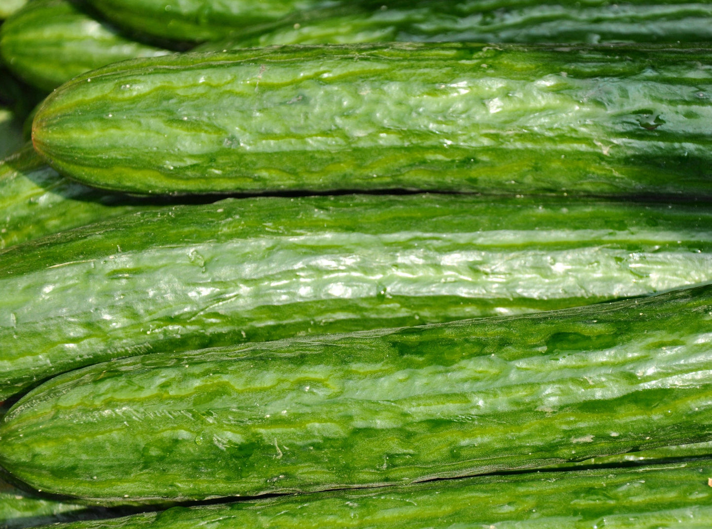 English Cucumbers Tiger Produce